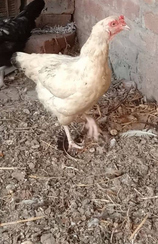 Pure Dessi Murghian|Eggs laying Hens|Golden Murghian 1