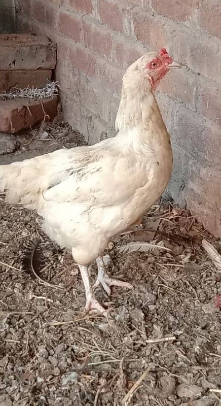 Pure Dessi Murghian|Eggs laying Hens|Golden Murghian 2