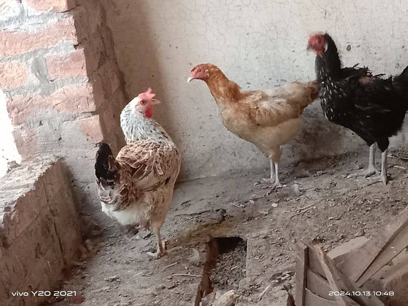 Pure Dessi Murghian|Eggs laying Hens|Golden Murghian 3