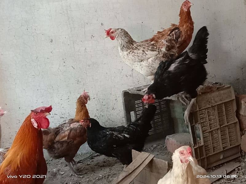 Pure Dessi Murghian|Eggs laying Hens|Golden Murghian 4