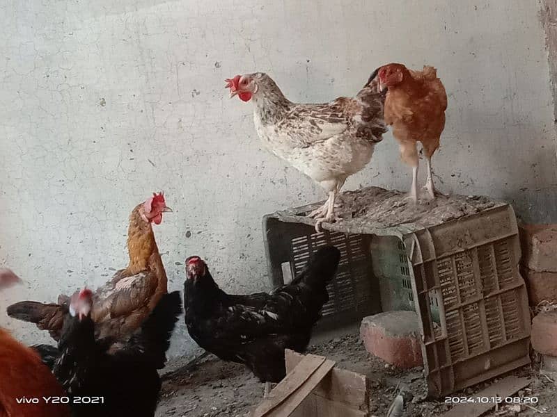 Pure Dessi Murghian|Eggs laying Hens|Golden Murghian 5