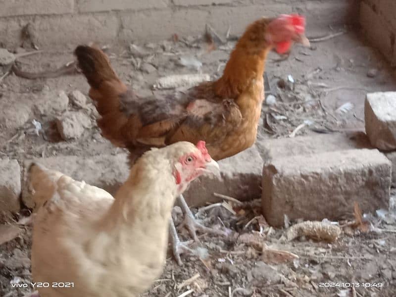 Pure Dessi Murghian|Eggs laying Hens|Golden Murghian 7