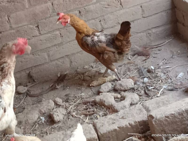 Pure Dessi Murghian|Eggs laying Hens|Golden Murghian 8