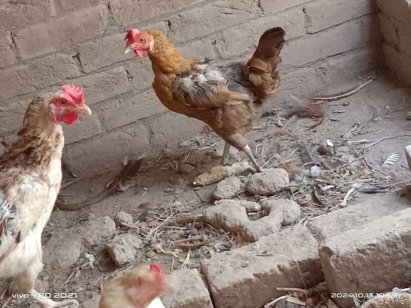 Pure Dessi Murghian|Eggs laying Hens|Golden Murghian 9