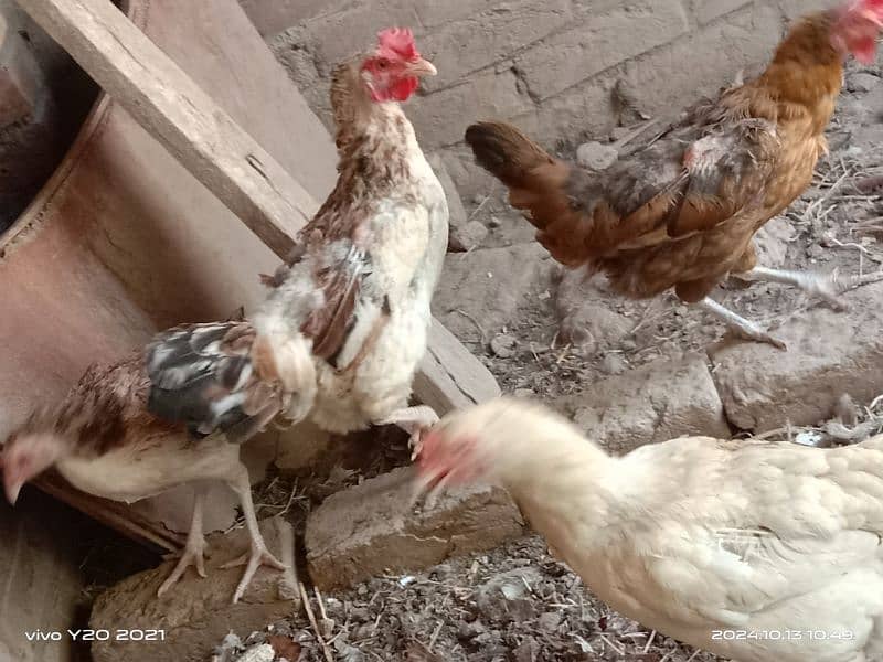 Pure Dessi Murghian|Eggs laying Hens|Golden Murghian 10