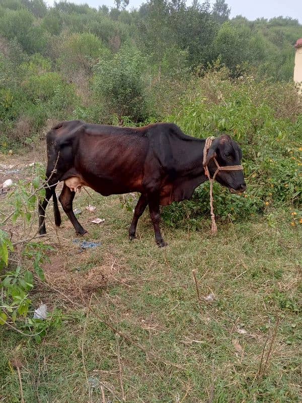 Jarsi Cross | Cow For Sale | Wacha For Sale | Jarsi Cross Cow 5