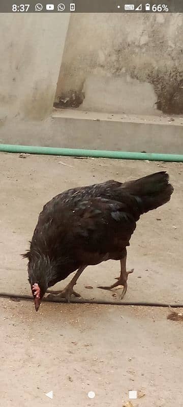 australorp pair age 5 month gher ki Pali hain Desi korak per Pali hain 1