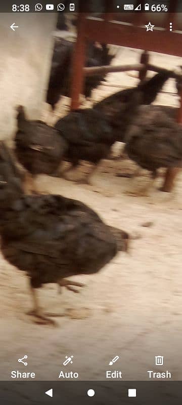 australorp pair age 5 month gher ki Pali hain Desi korak per Pali hain 2