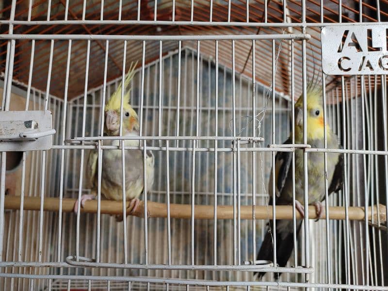 Cocktail Parrots Pair For Sale 2