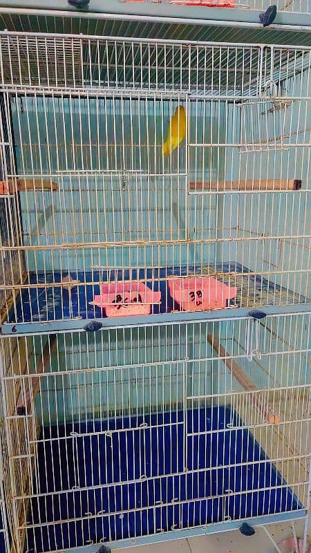 Lovebirds breeding setup for sale with cages 0