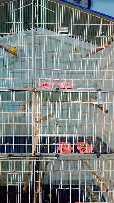 Lovebirds breeding setup for sale with cages 1