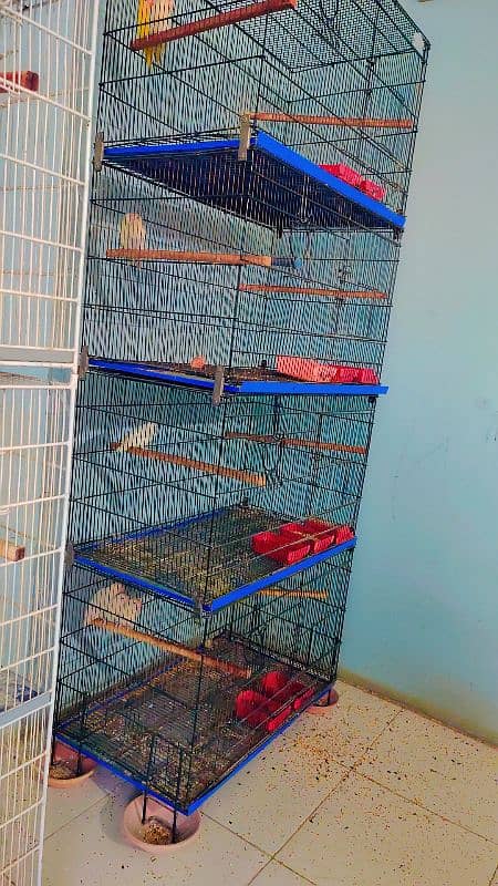 Lovebirds breeding setup for sale with cages 2