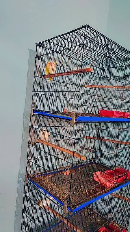 Lovebirds breeding setup for sale with cages 3