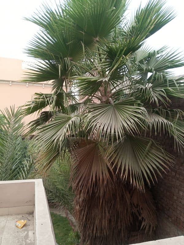 Wall Palm, Washington Palm Tree for Villa Decoration 0