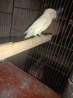 ALBINO RED EYES pair RING BIRD