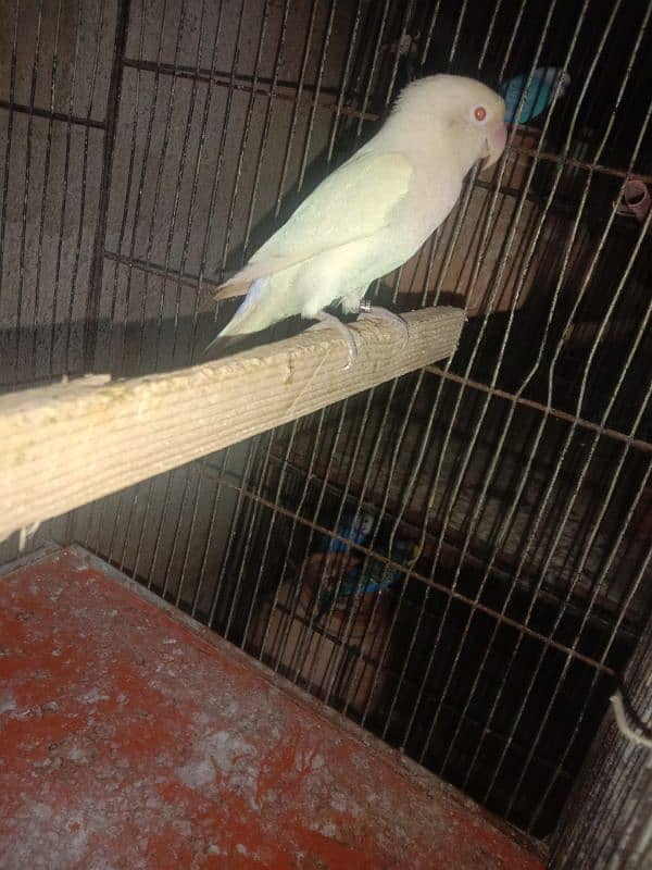 ALBINO RED EYES pair RING BIRD 0