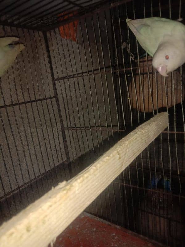 ALBINO RED EYES pair RING BIRD 3