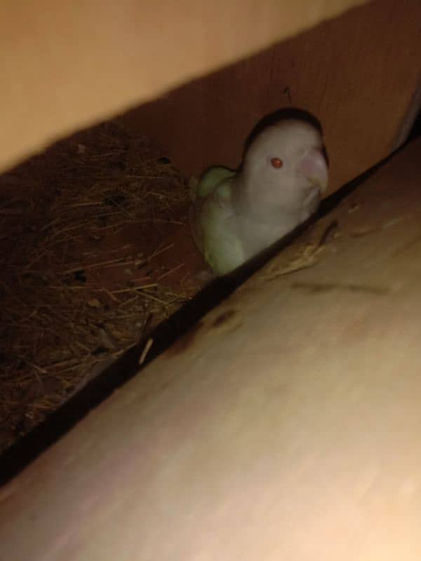 ALBINO RED EYES pair RING BIRD 4