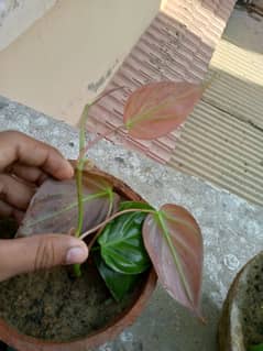 pink money plant