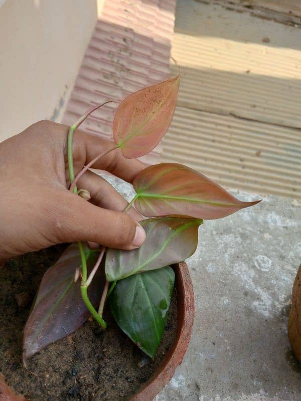 pink money plant 1