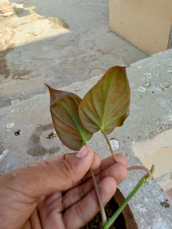 pink money plant 9