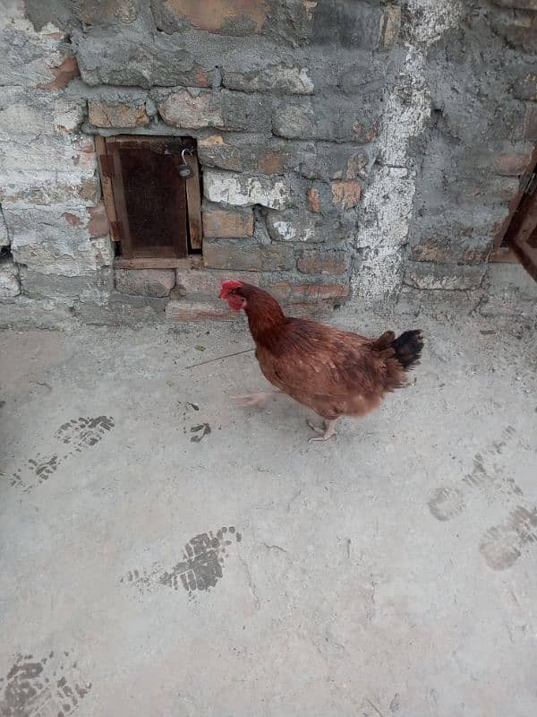 Desi or golden misri hens 1