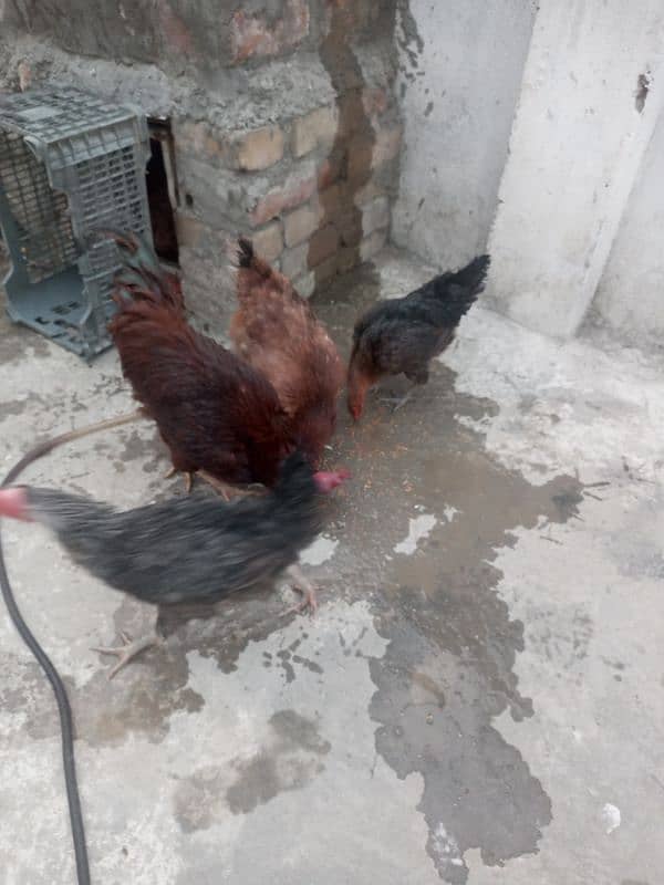 Desi or golden misri hens 6