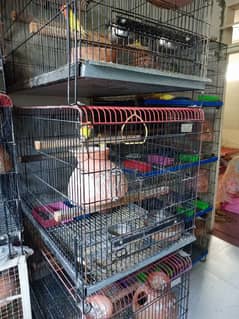 Parrots Cages