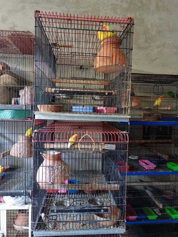 Parrots Cages 3