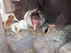 Aseel Mianwali / Aseel Hen / with 7  aseel chicks for sale