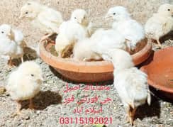 Heera Breeder / Heera Chicks / Heera / Aseel