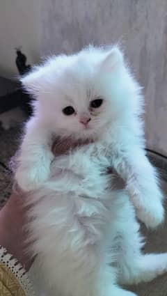 Persian cat