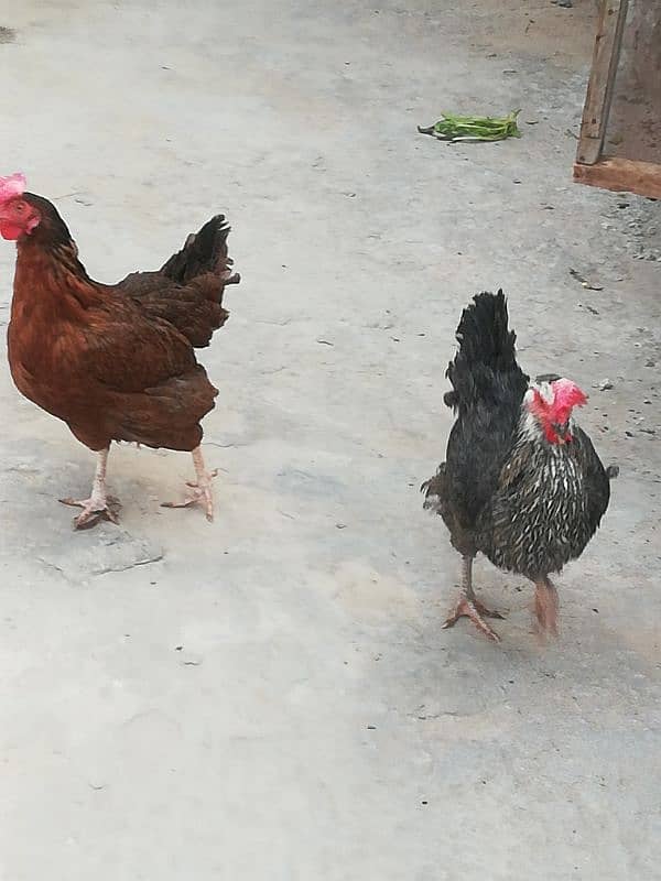 dase hens for sale anday da Rahe ha one pice 15 1