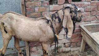 Khoobsurat Breeder  Beetal Bakra in low Price