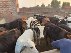 Sahiwal | Freesien | Choltistani | Fateh jangi cross | BULLS | Wacha