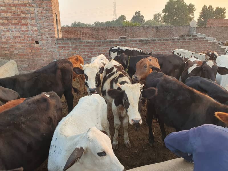 Sahiwal | Freesien | Choltistani | Fateh jangi cross | BULLS | Wacha 0