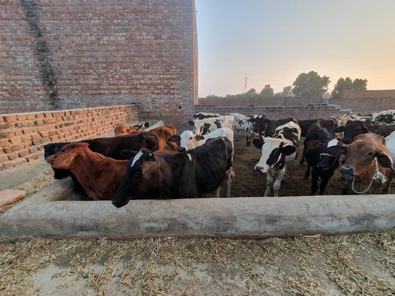 Sahiwal | Freesien | Choltistani | Fateh jangi cross | BULLS | Wacha 1