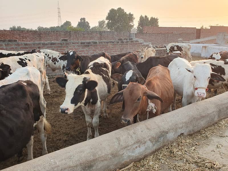 Sahiwal | Freesien | Choltistani | Fateh jangi cross | BULLS | Wacha 3