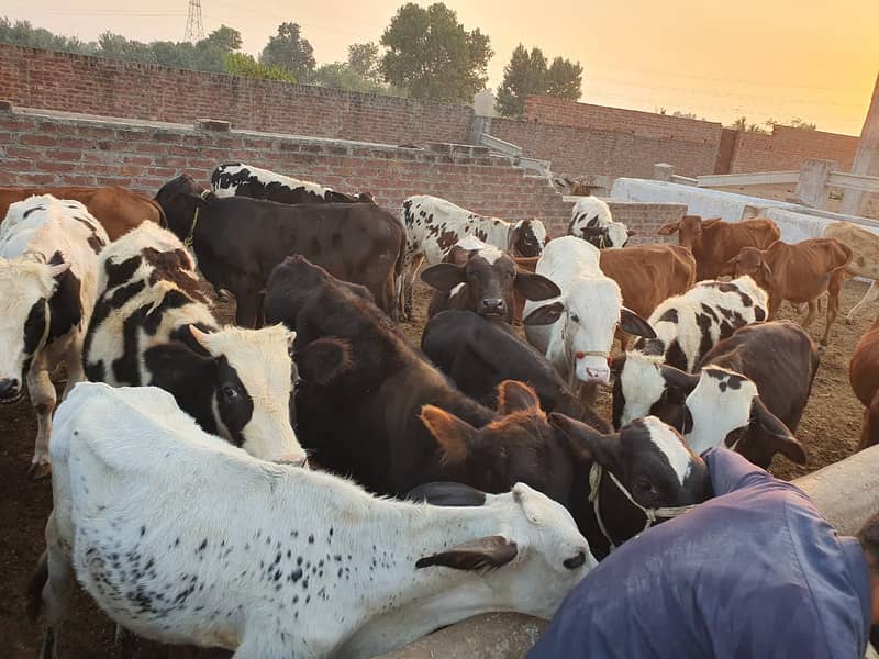 Sahiwal | Freesien | Choltistani | Fateh jangi cross | BULLS | Wacha 7