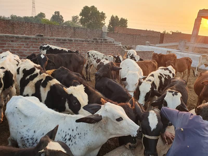 Sahiwal | Freesien | Choltistani | Fateh jangi cross | BULLS | Wacha 8