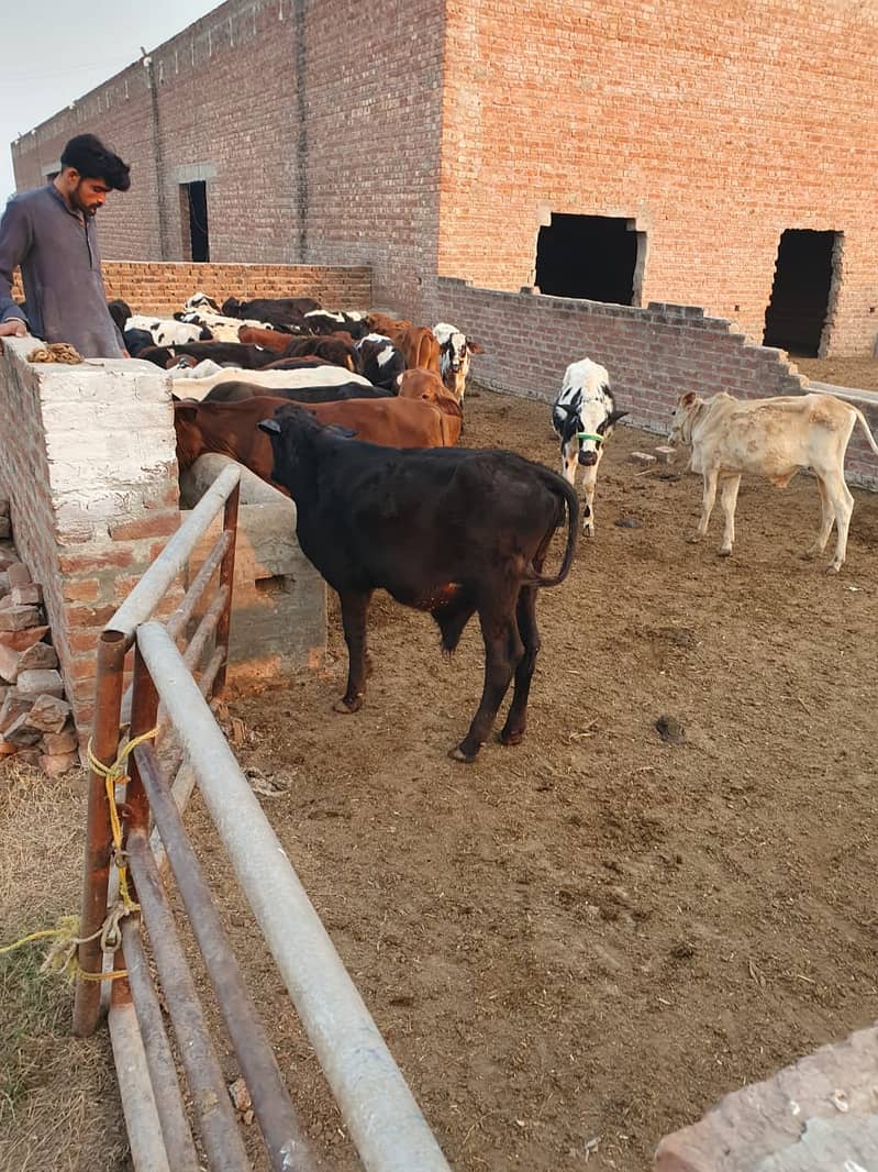 Sahiwal | Freesien | Choltistani | Fateh jangi cross | BULLS | Wacha 9