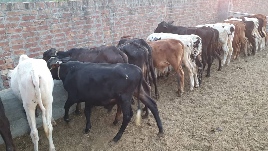 Sahiwal | Freesien | Choltistani | Fateh jangi cross | BULLS | Wacha 11