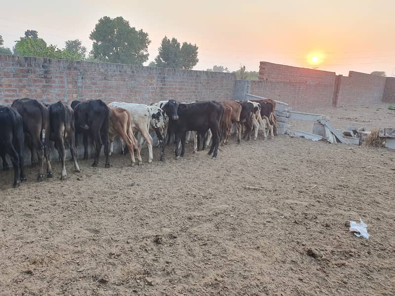 Sahiwal | Freesien | Choltistani | Fateh jangi cross | BULLS | Wacha 14