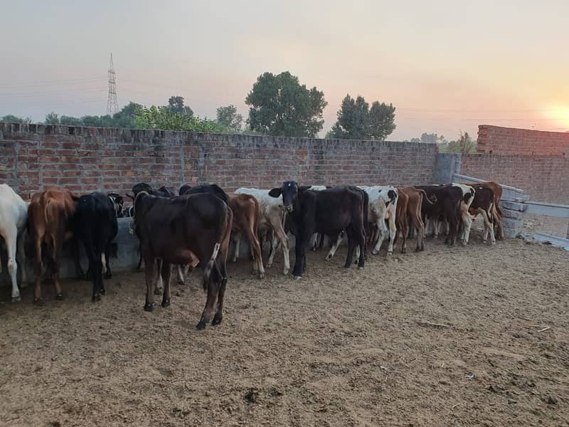 Sahiwal | Freesien | Choltistani | Fateh jangi cross | BULLS | Wacha 15