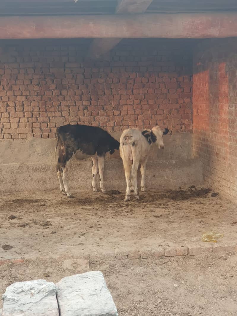 Sahiwal | Freesien | Choltistani | Fateh jangi cross | BULLS | Wacha 16