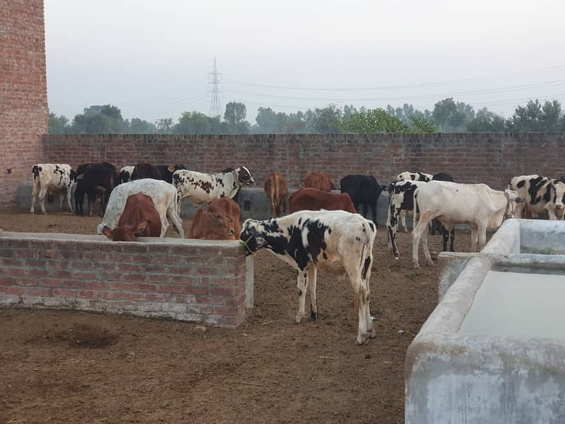 Sahiwal | Freesien | Choltistani | Fateh jangi cross | BULLS | Wacha 17