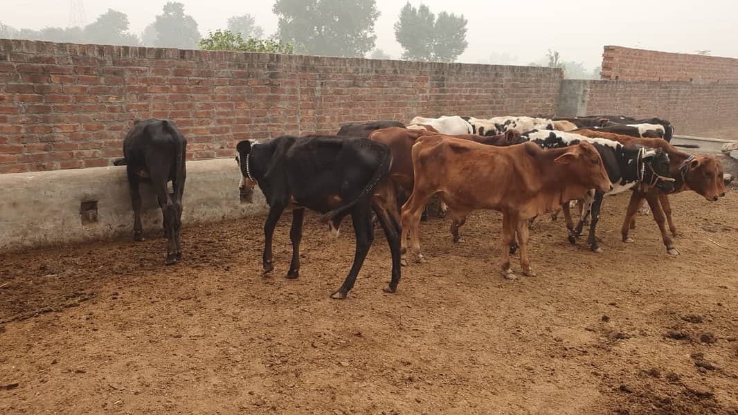 Sahiwal | Freesien | Choltistani | Fateh jangi cross | BULLS | Wacha 18