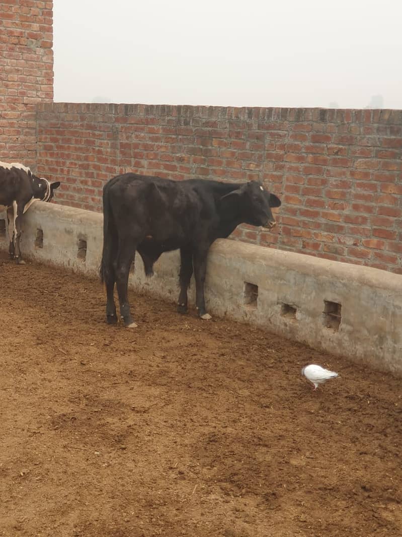 Sahiwal | Freesien | Choltistani | Fateh jangi cross | BULLS | Wacha 19