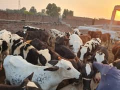 Sahiwal | Freesien | Choltistani | Fateh jangi cross | BULLS | Wacha