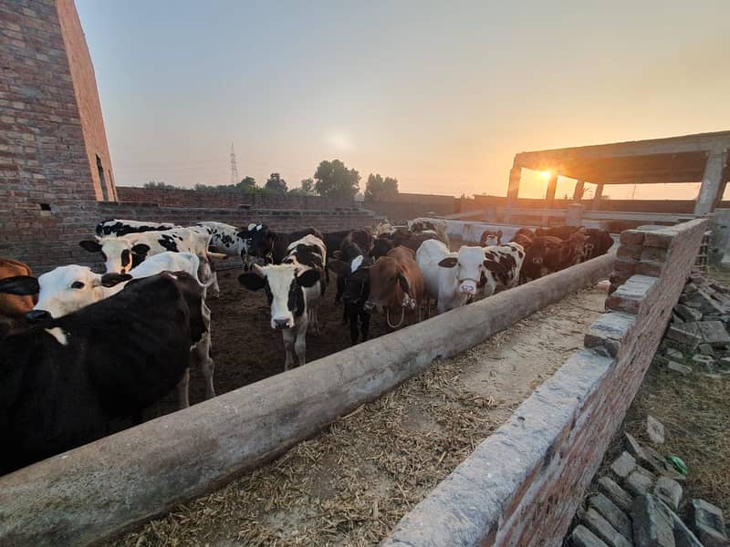 Sahiwal | Freesien | Choltistani | Fateh jangi cross | BULLS | Wacha 2